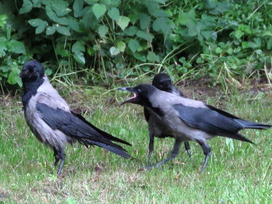 Nebelkrähe, Corvus cornix