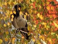 Nebelkrähe, Corvus cornix