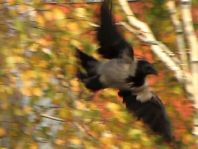 Nebelkrähe, Corvus cornix