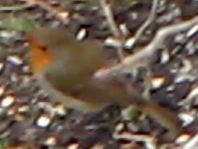 Rotkehlchen, Erithacus rubecula