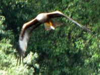 Rotmilan, Milvus milvus