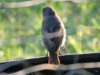 Hausrotschwanz, Phoenicurus ochruros