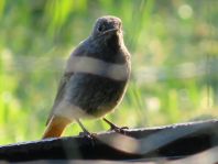 Hausrotschwanz, Phoenicurus ochruros