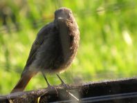 Hausrotschwanz, Phoenicurus ochruros