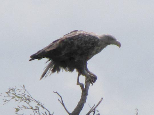 Seeadler, Haliaeetus albicilla