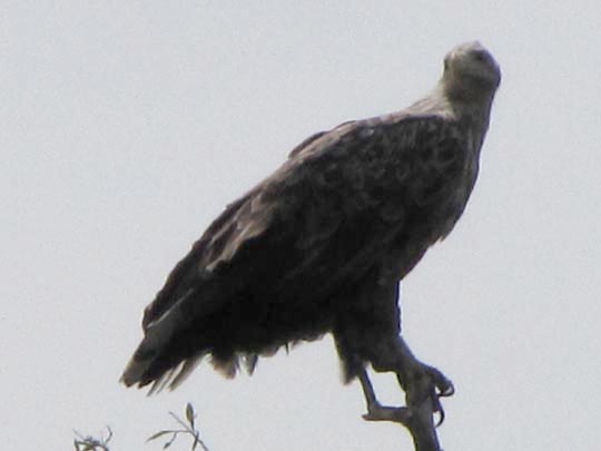Seeadler, Haliaeetus albicilla
