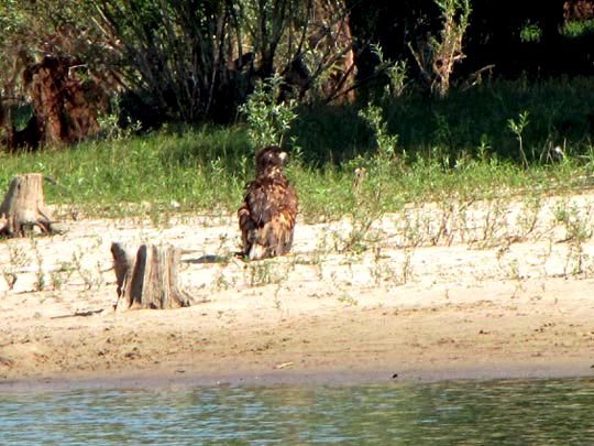 Seeadler, Haliaeetus albicilla