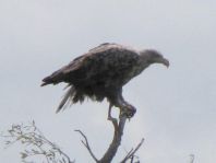 Seeadler, Haliaeetus albicilla