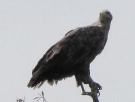Seeadler, Haliaeetus albicilla
