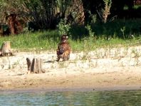 Seeadler, Haliaeetus albicilla