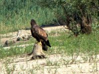 Seeadler, Haliaeetus albicilla