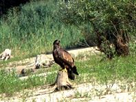 Seeadler, Haliaeetus albicilla