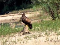 Seeadler, Haliaeetus albicilla