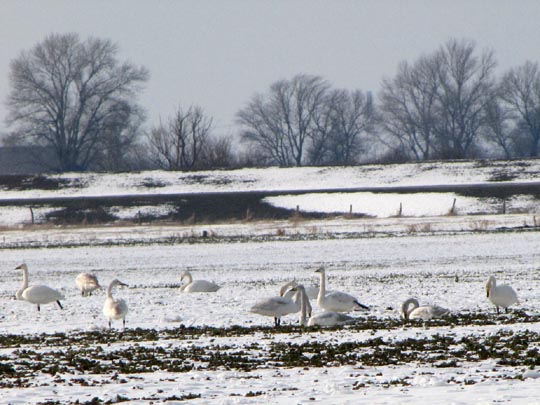 Singschwan, Cygnus cygnus