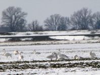 Singschwan, Cygnus cygnus