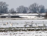 Singschwan, Cygnus cygnus