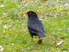 Amsel