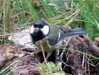 Kohlmeise, Parus major