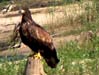 Seeadler, Haliaeetus albicilla