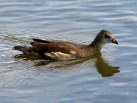 Teichhuhn, Gallinula chloropus