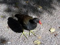 Teichhuhn, Gallinula chloropus