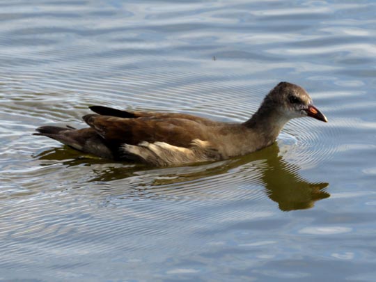 Teichhuhn, Gallinula chloropus