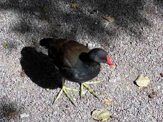 Teichhuhn, Gallinula chloropus