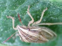 Aelia sp.