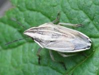 Aelia sp.