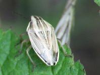 Aelia sp.