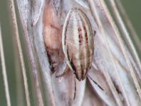 Aelia sp.
