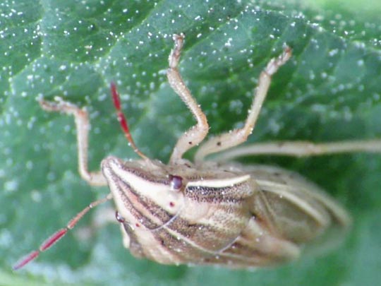 Aelia sp.
