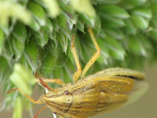 Getreidespitzwanze, Aelia acuminata
