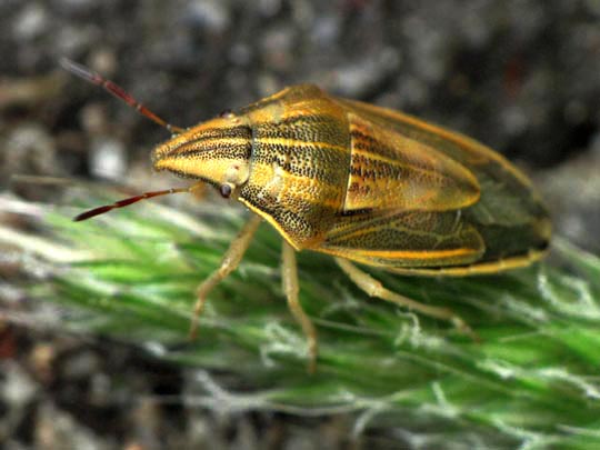 Getreidespitzwanze, Aelia acuminata