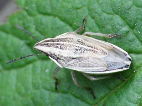 Aelia sp.