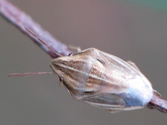 Aelia sp.