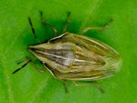 Aelia sp.