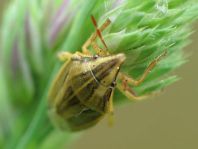 Aelia sp.
