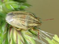 Getreidespitzwanze, Aelia acuminata