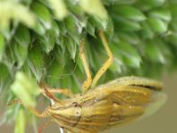 Getreidespitzwanze, Aelia acuminata