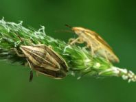 Getreidespitzwanze, Aelia acuminata