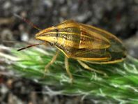 Getreidespitzwanze, Aelia acuminata