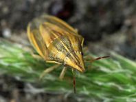 Getreidespitzwanze, Aelia acuminata