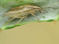 Getreidespitzwanze, Aelia acuminata