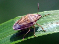 Aelia cf. klugii