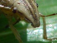 Aelia cf. klugii