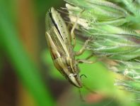 Getreidespitzwanze, Aelia acuminata