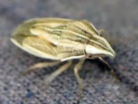Aelia sp.