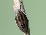 Aelia sp.