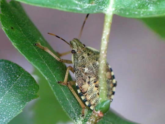 Waldwächter, Arma custos, Larve